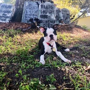 Meet your Posher, Frances